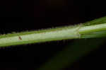 Sharpscale sedge